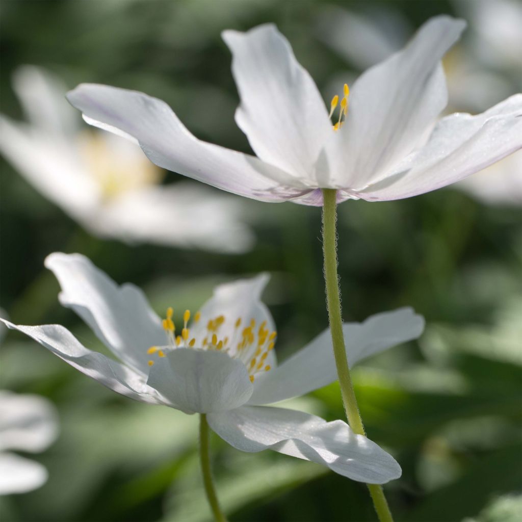 Anemone nemorosa - Anémone des bois