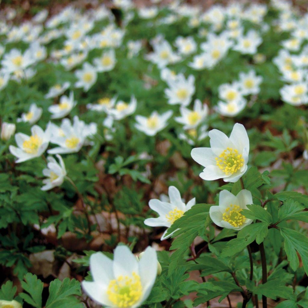 Anemone nemorosa - Anémone des bois