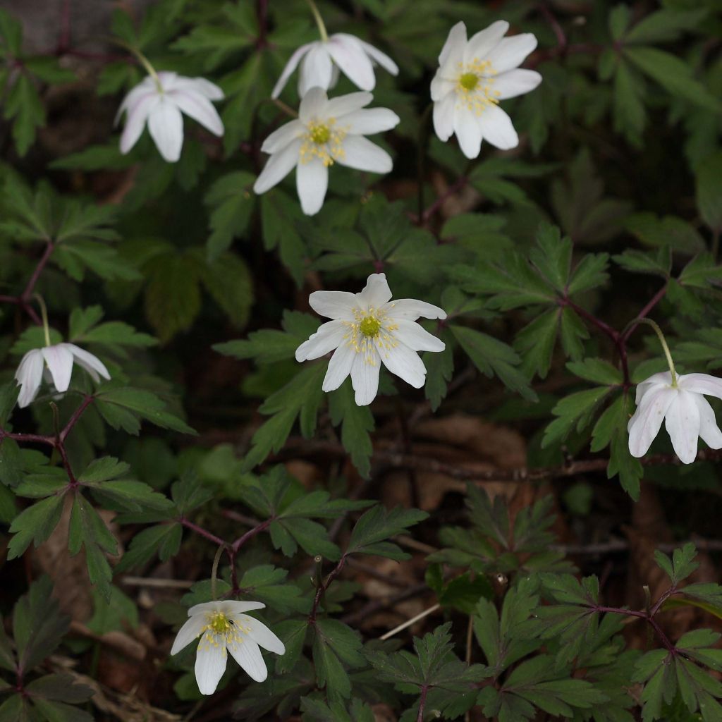 Anemone nemorosa - Anémone des bois