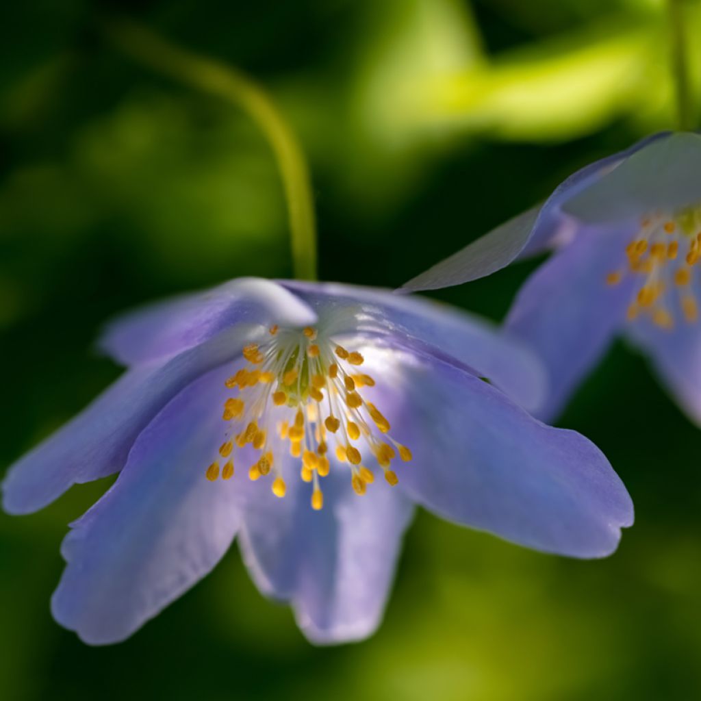 Anemone nemorosa Royal Blue - Anémone des bois