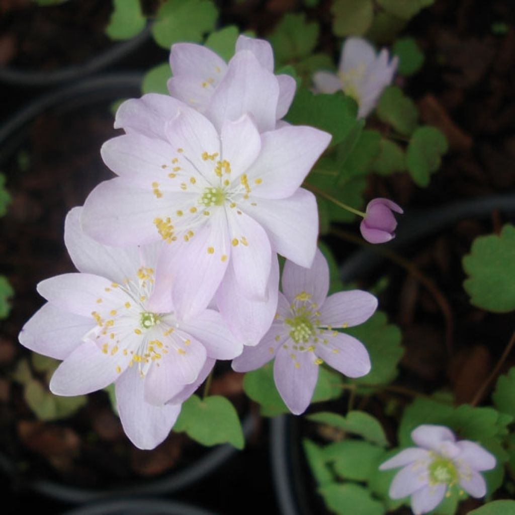 Anemonella thalictroides