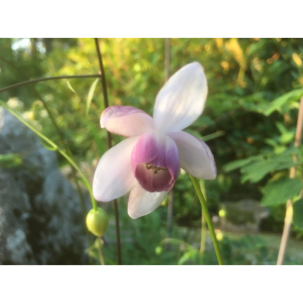 Anemonopsis macrophylla - Fausse anémone