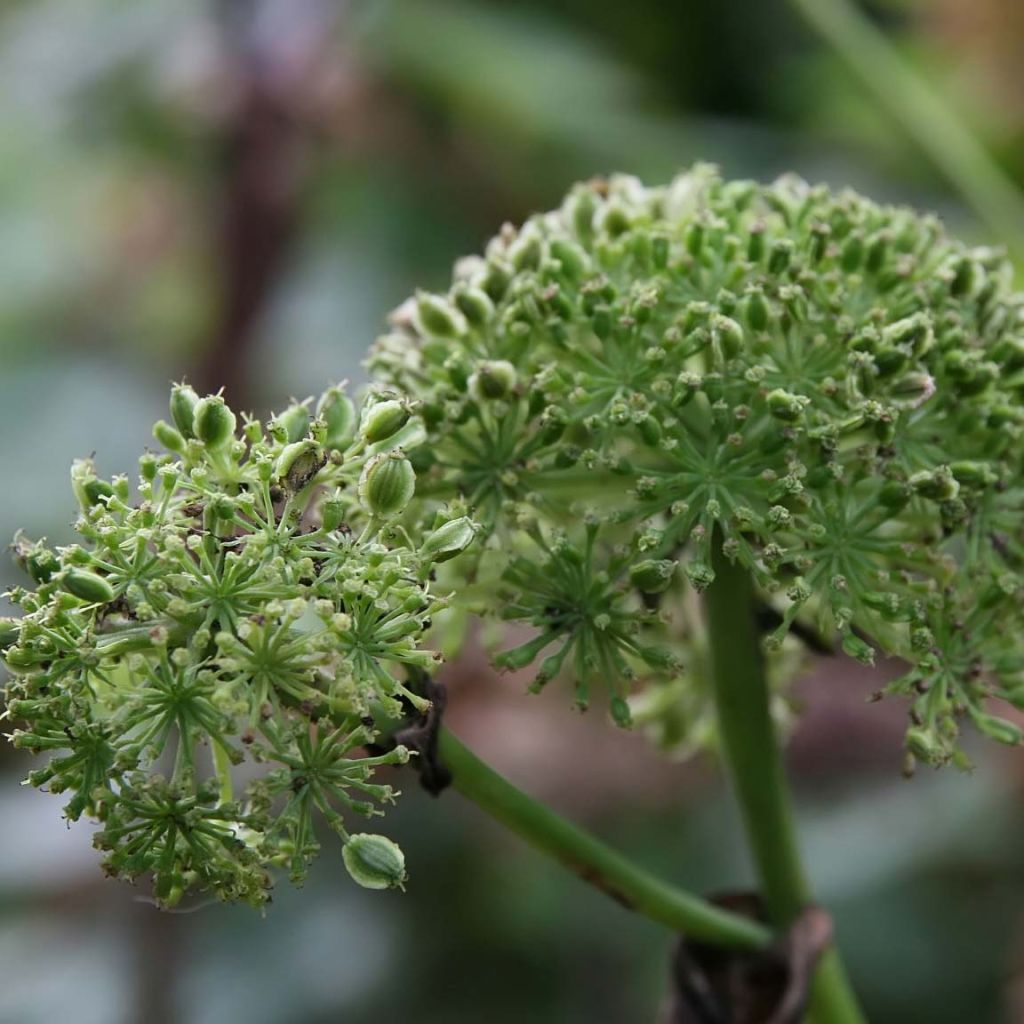 Angelica gigas - Angélique rouge