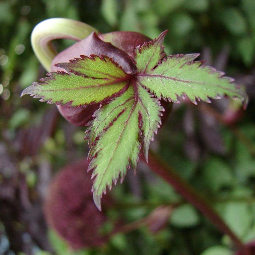 Angelica gigas - Angélique rouge