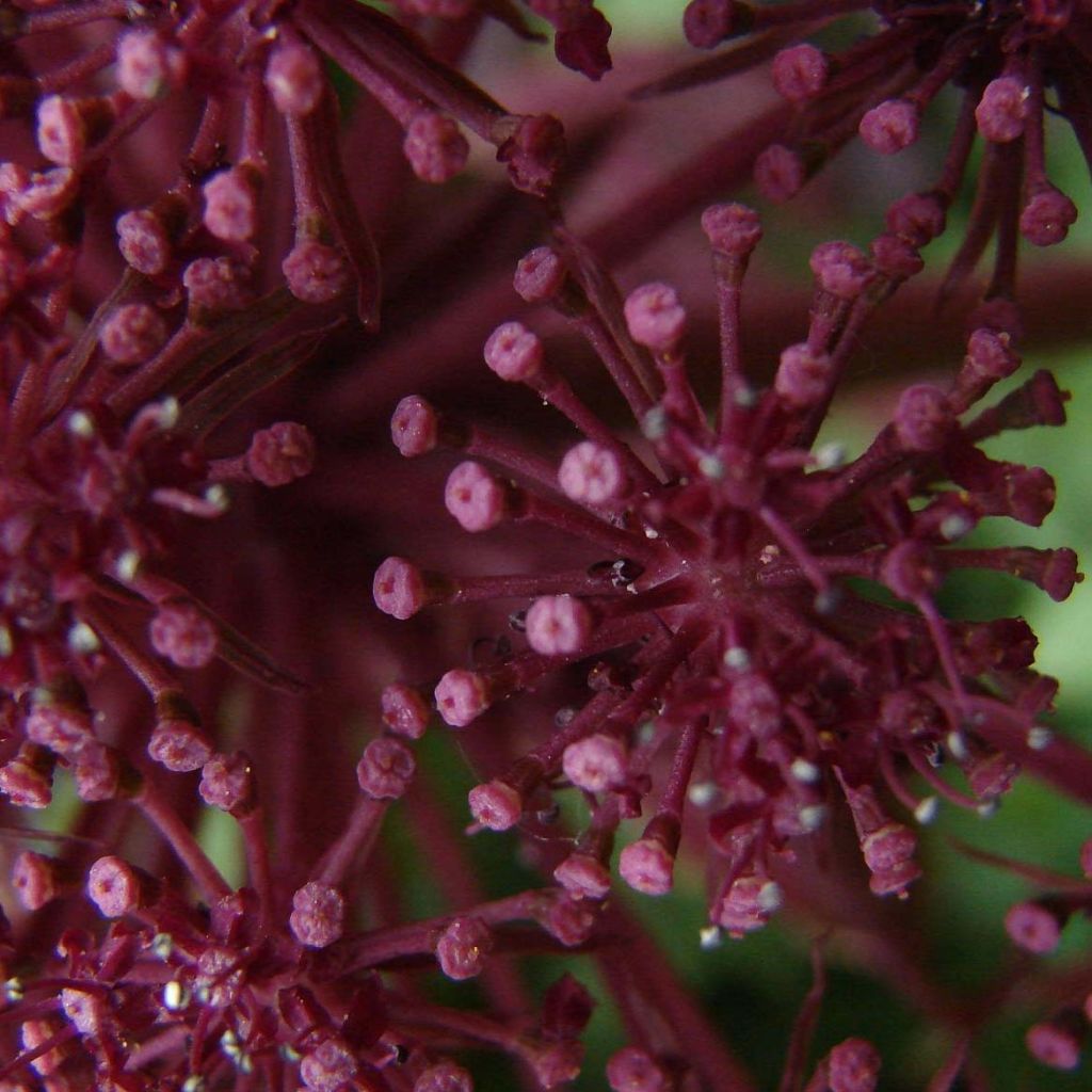 Angelica gigas - Angélique rouge