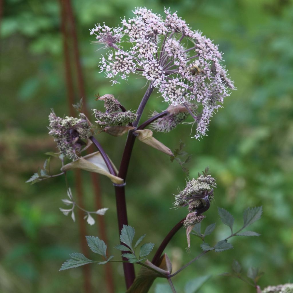 Angelica sylvestris Vicar's Mead - Angélique