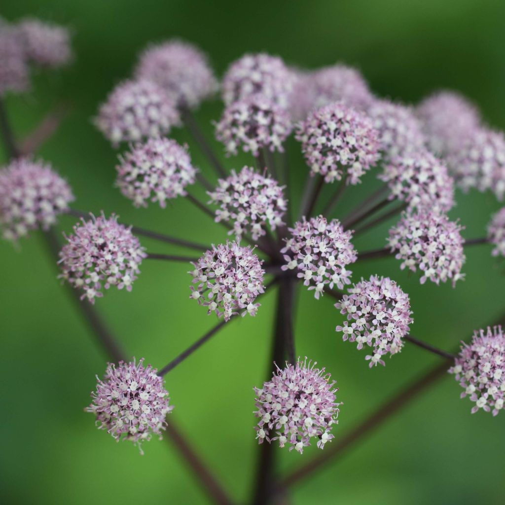 Angelica sylvestris Vicar's Mead - Angélique