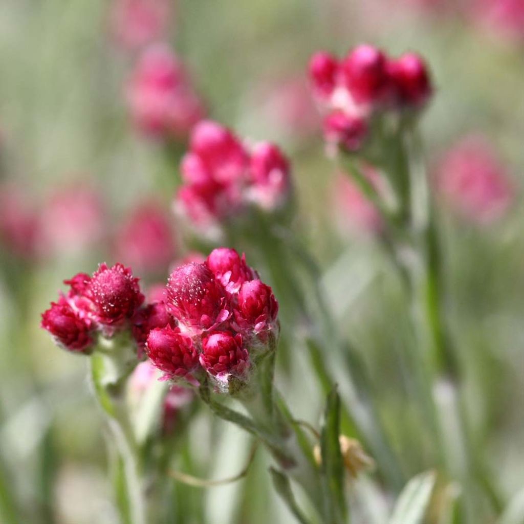 Antennaria dioica Rubra - Antennaire dioïque