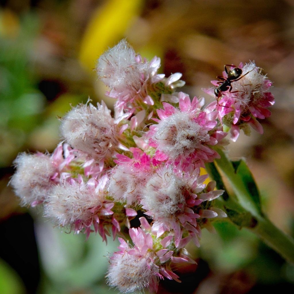 Antennaria dioica Rubra - Antennaire dioïque