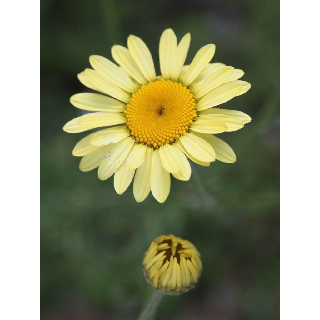 Anthemis tinctoria E.C. Buxton - Fausse Camomille