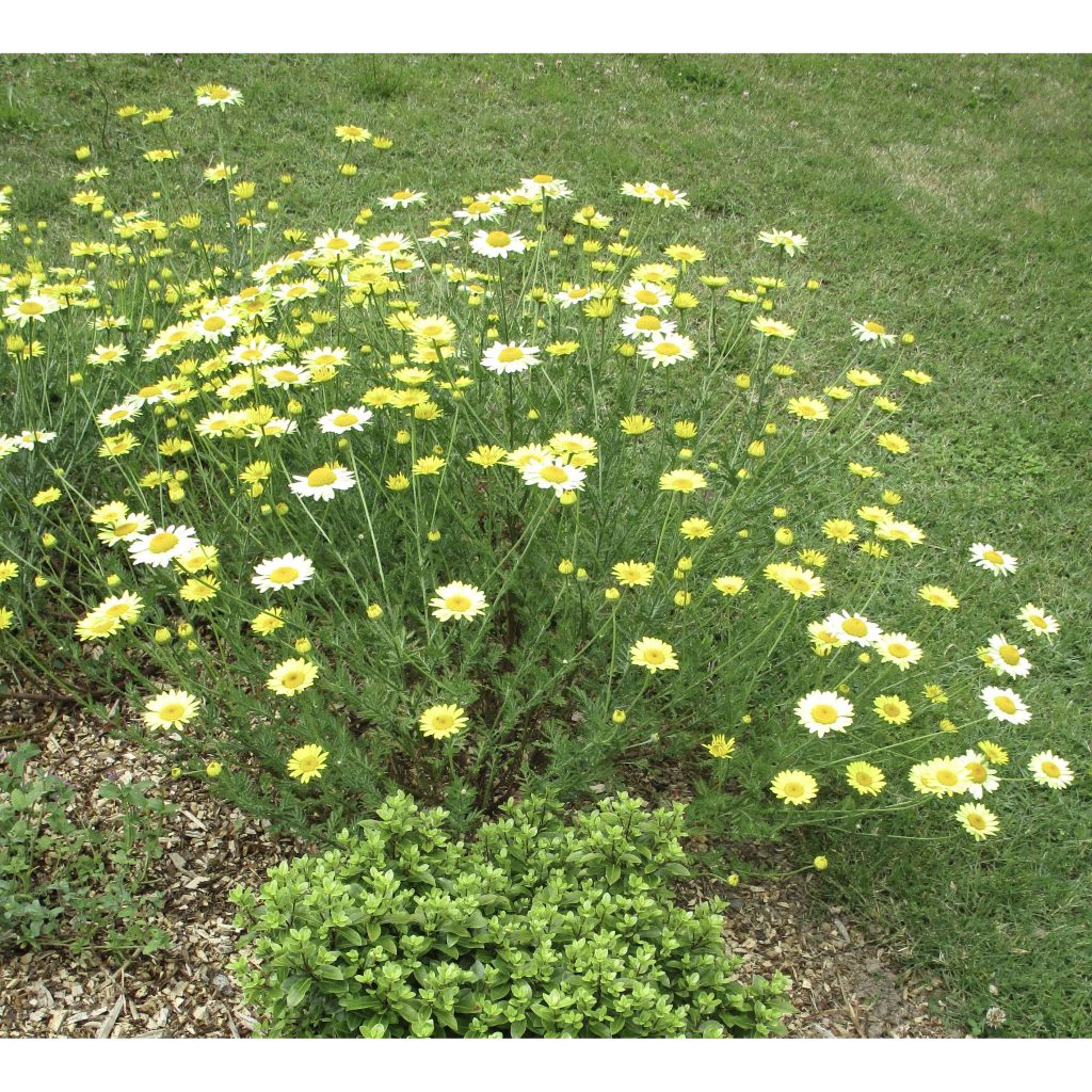 Anthemis tinctoria E.C. Buxton - Fausse Camomille