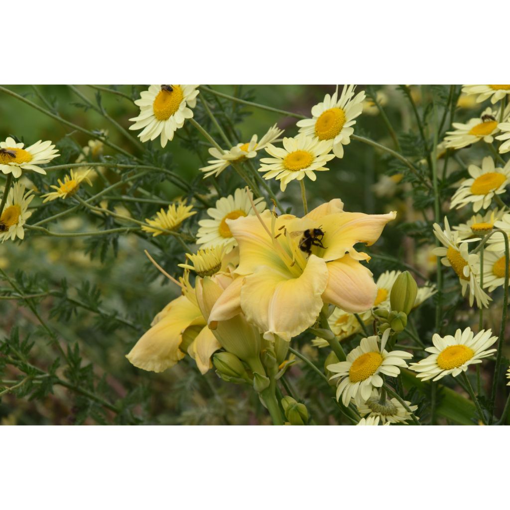 Anthemis tinctoria E.C. Buxton - Fausse Camomille