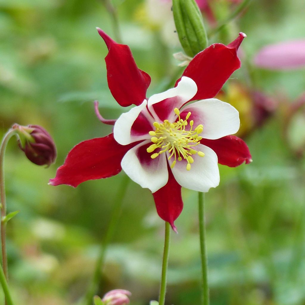 Ancolie Crimson Star (rouge et blanche) - Aquilegia vulgaris