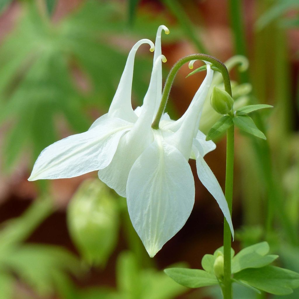 Ancolie - Aquilegia vulgaris Munstead White