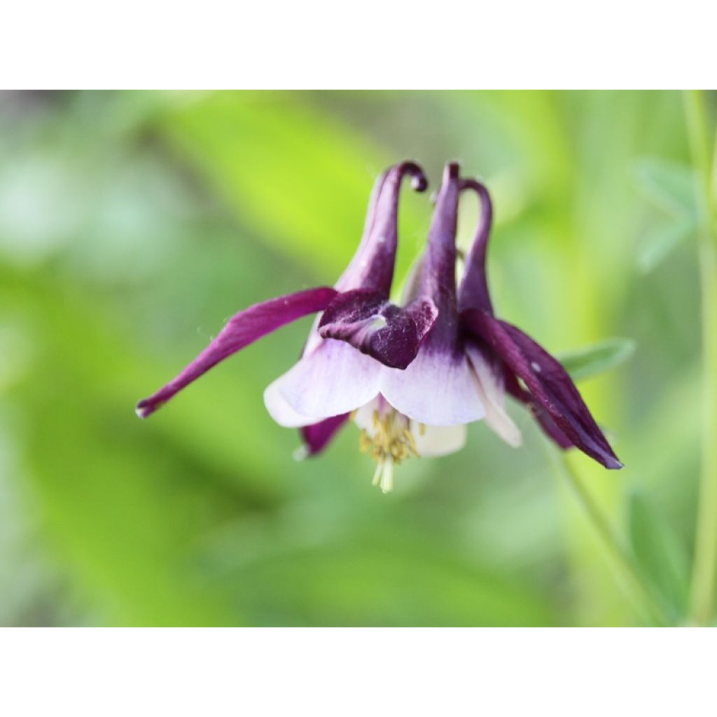 Ancolie William Guiness - Aquilegia vulgaris William Guiness