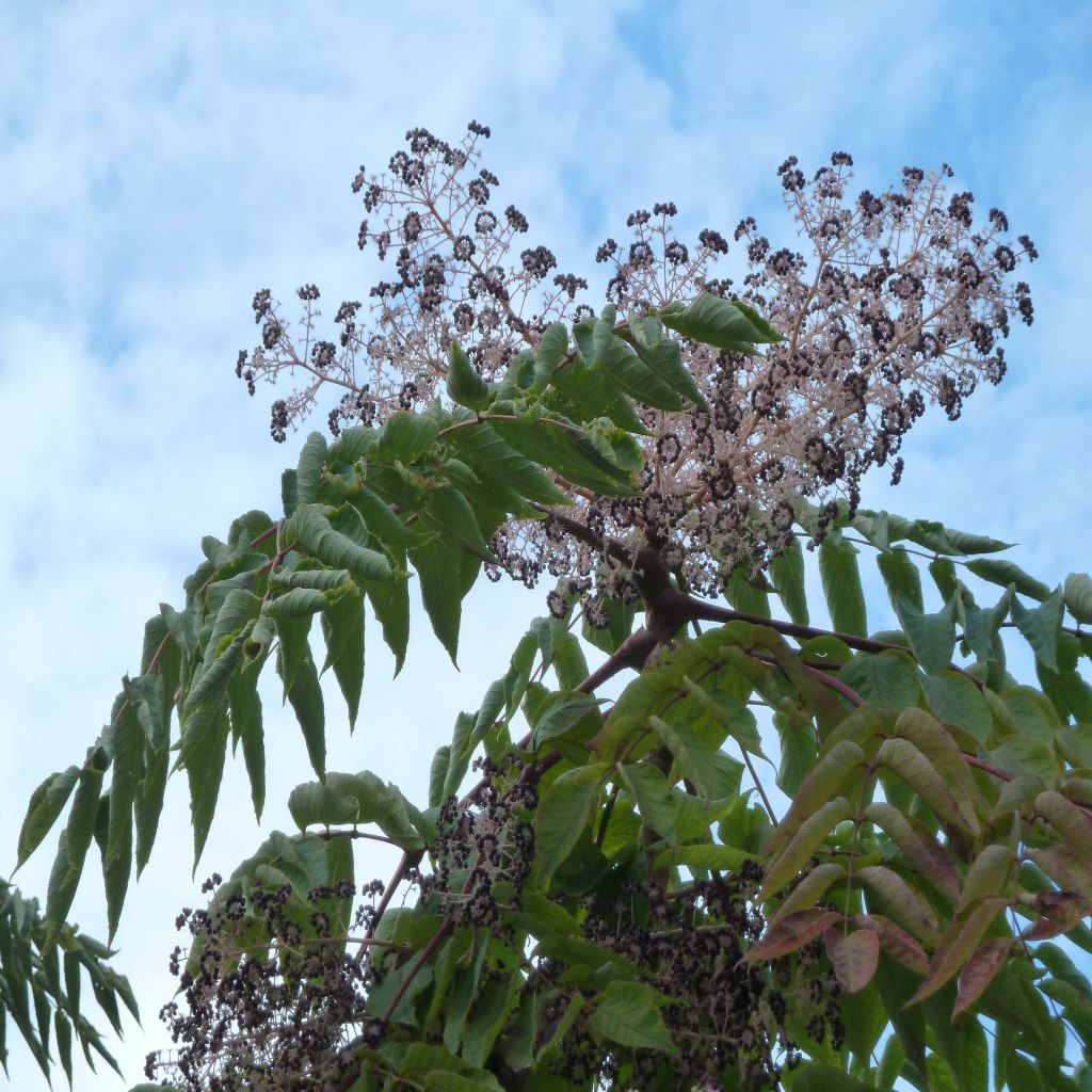 Aralia elata - Angélique en arbre du Japon