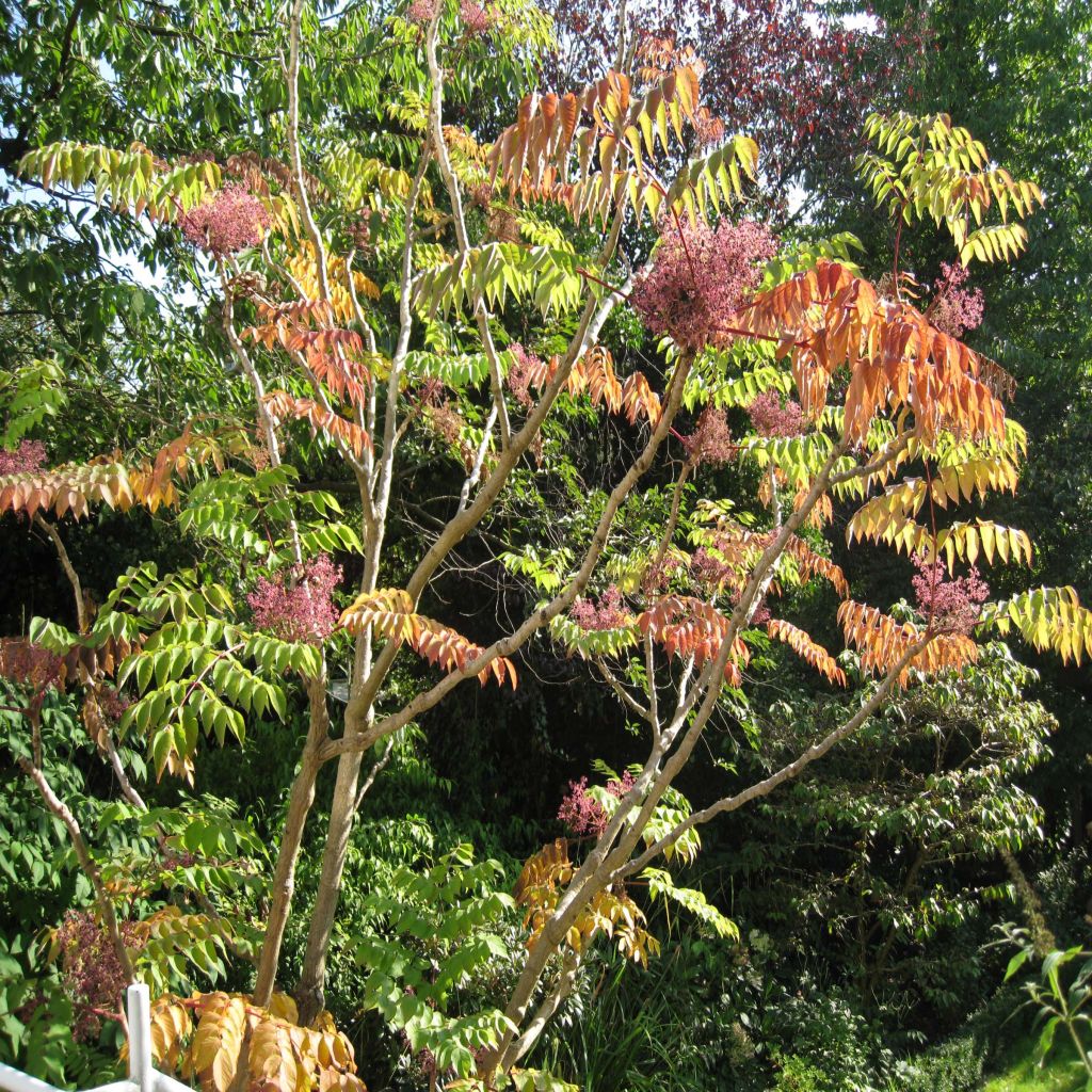 Aralia elata - Angélique en arbre du Japon