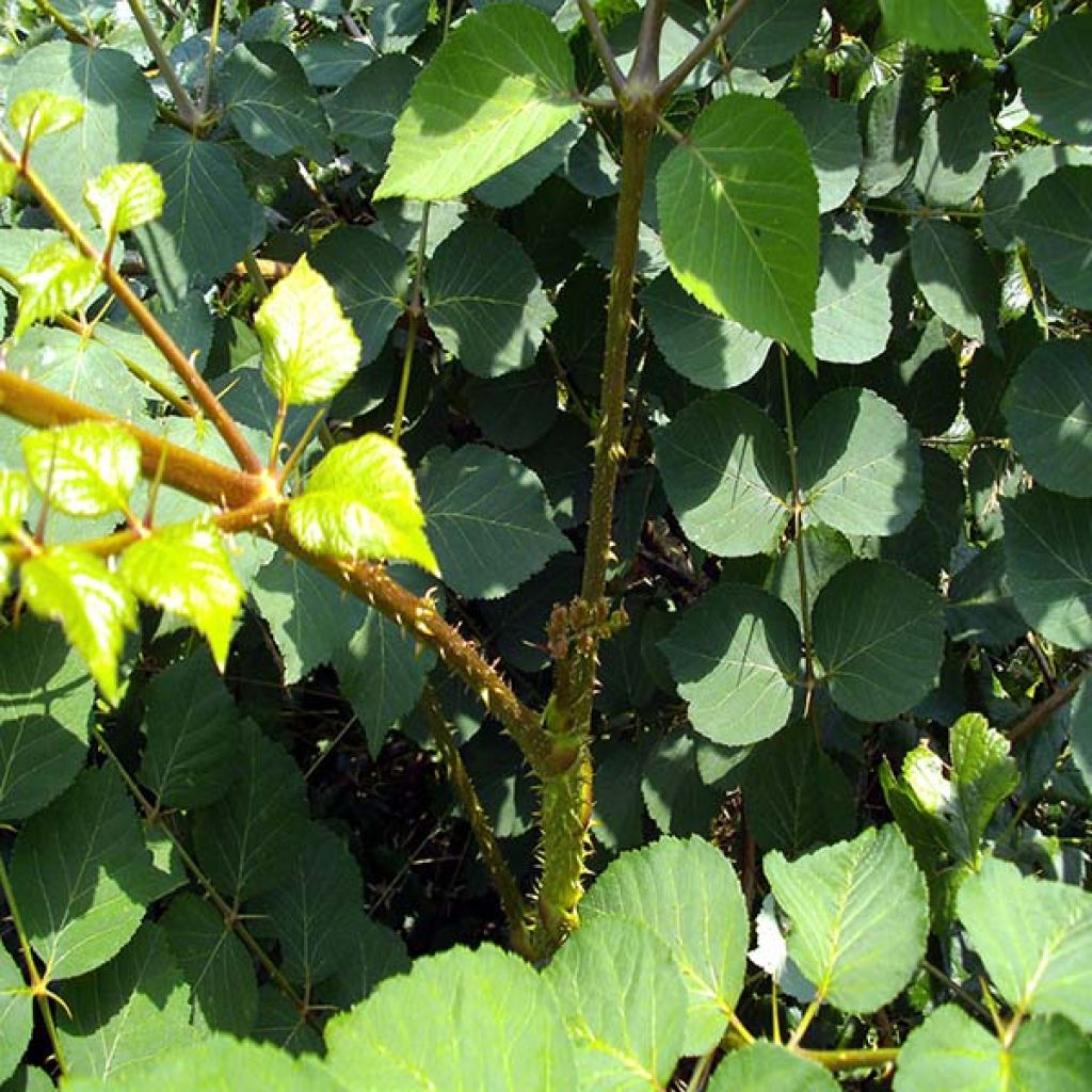 Aralia elata - Angélique en arbre du Japon