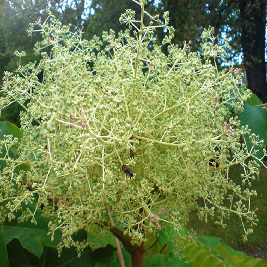 Aralia elata - Angélique en arbre du Japon