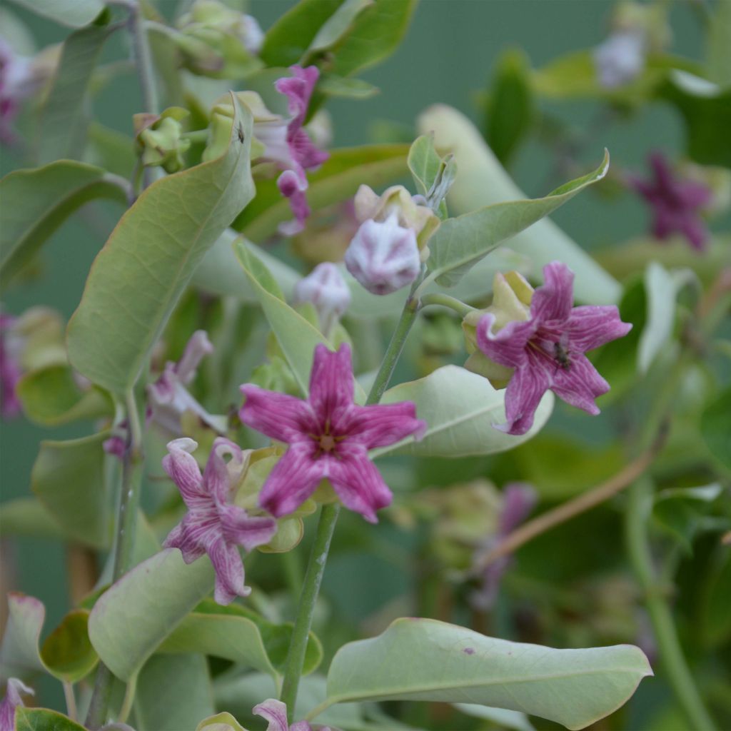 Araujia sericifera Pink - Plante cruelle