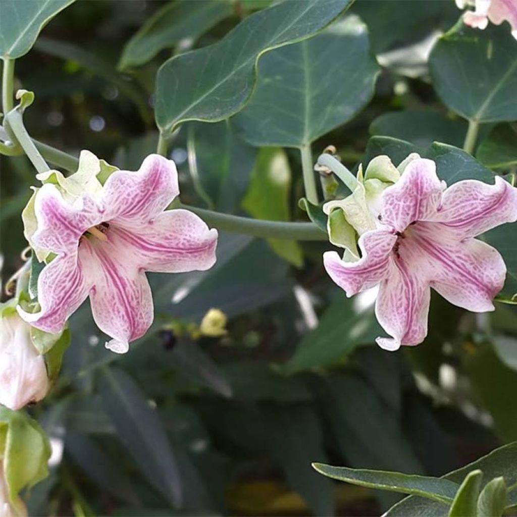 Araujia sericifera Pink - Plante cruelle