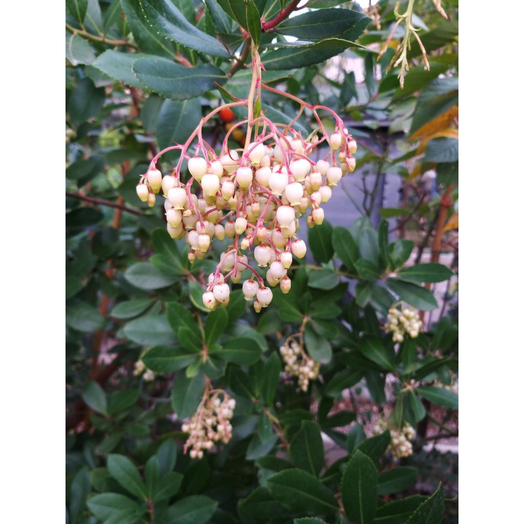 Arbutus unedo - Arbousier