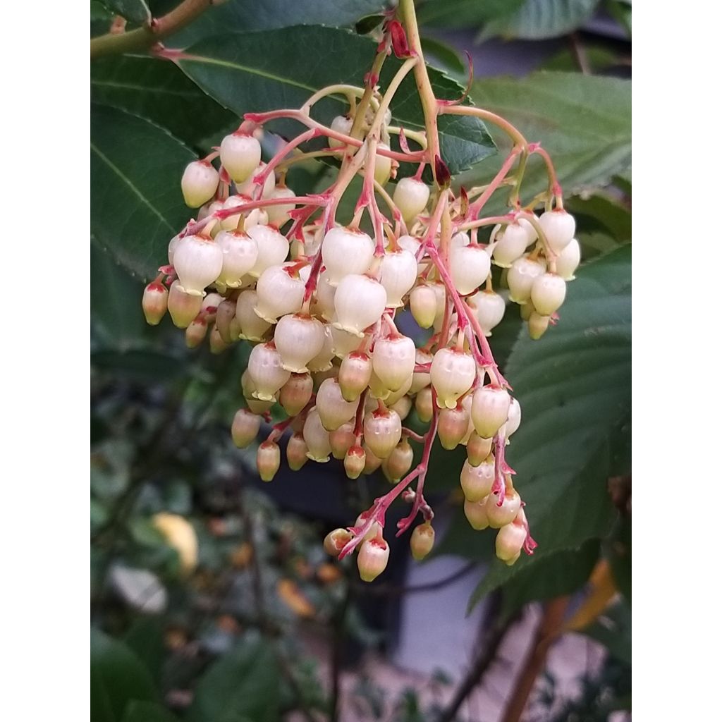 Arbutus unedo - Arbousier