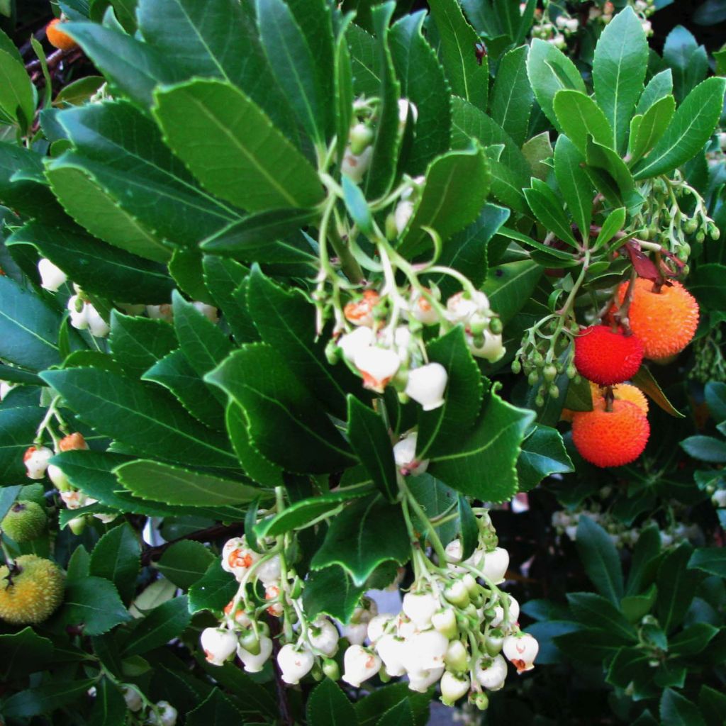 Arbutus unedo - Arbousier