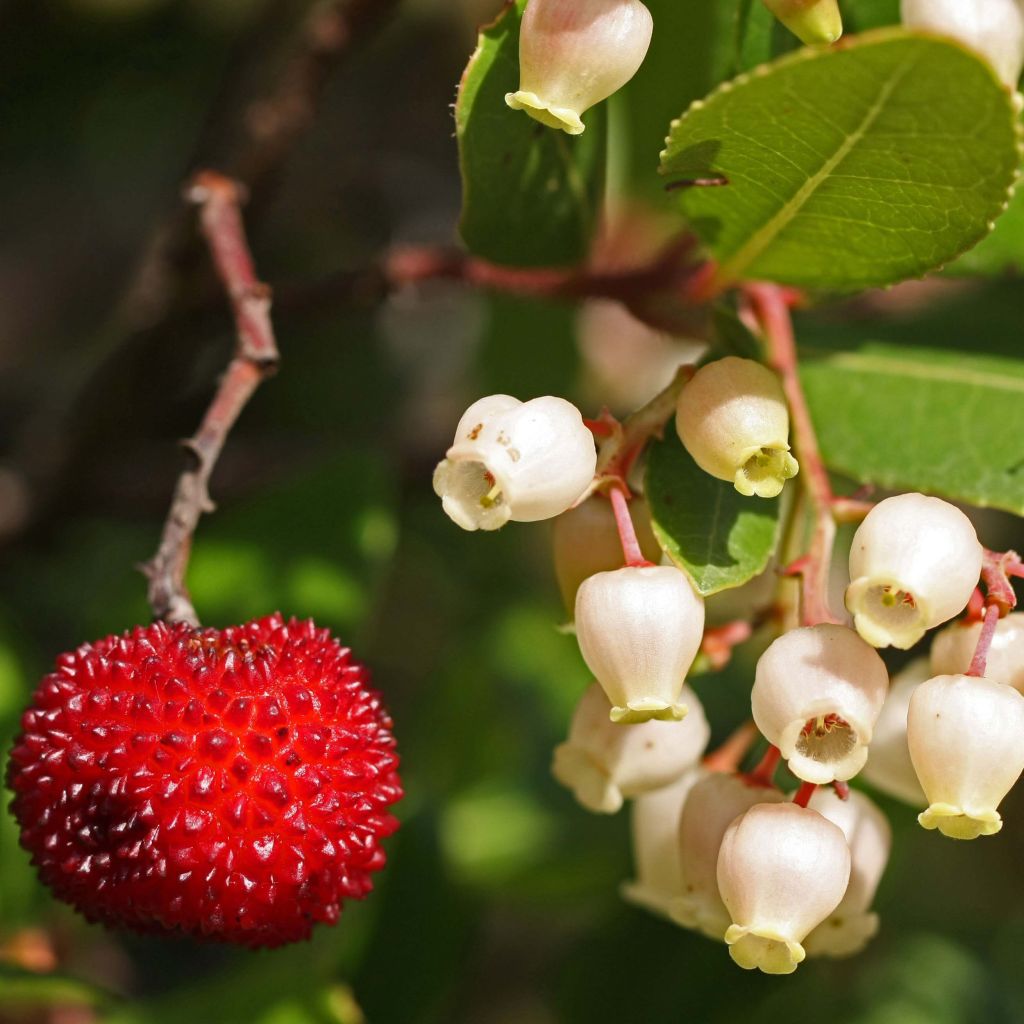 Arbutus unedo - Arbousier