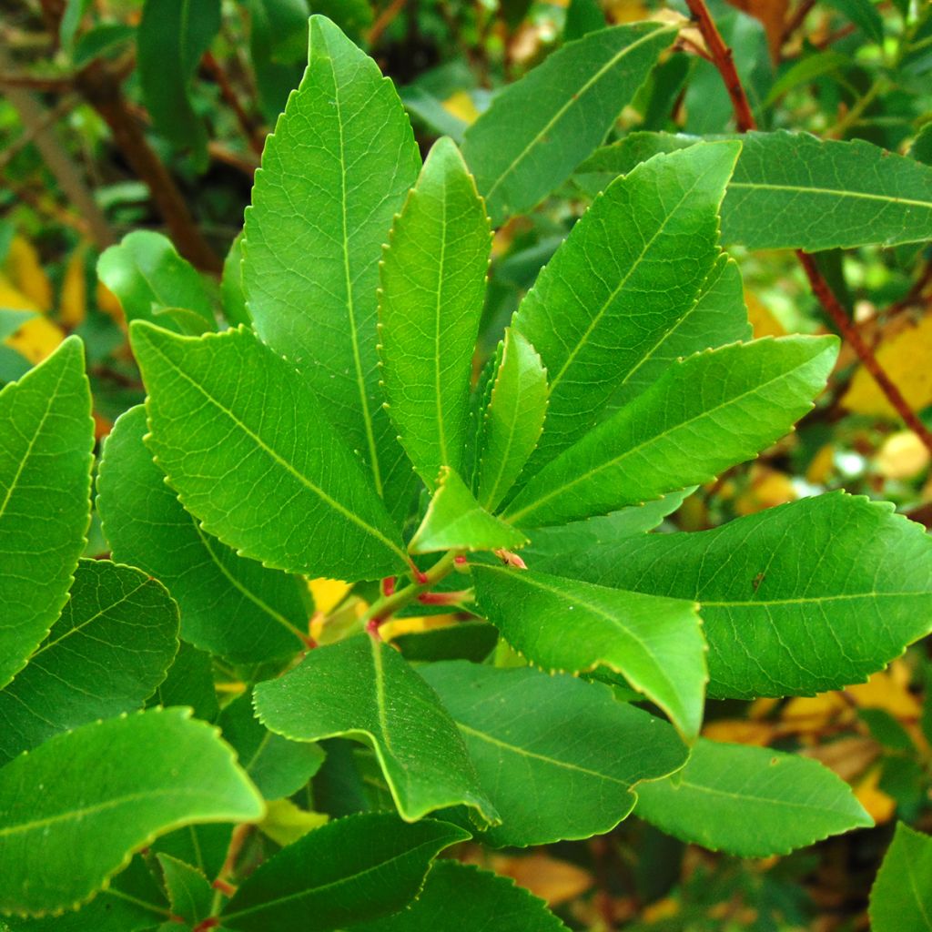 Arbousier - Arbutus unedo