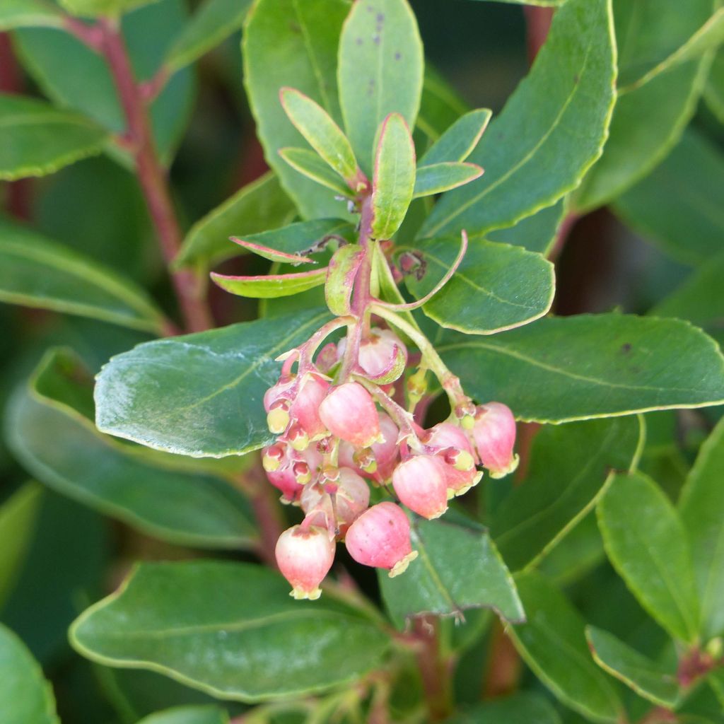 Arbutus unedo Roselily - Arbousier