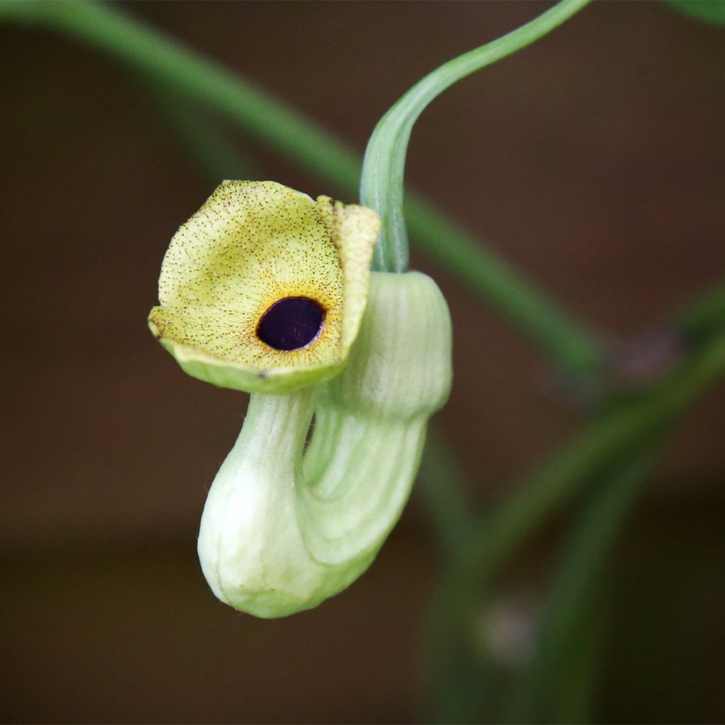 Aristoloche - Aristolochia macrophylla (durior)