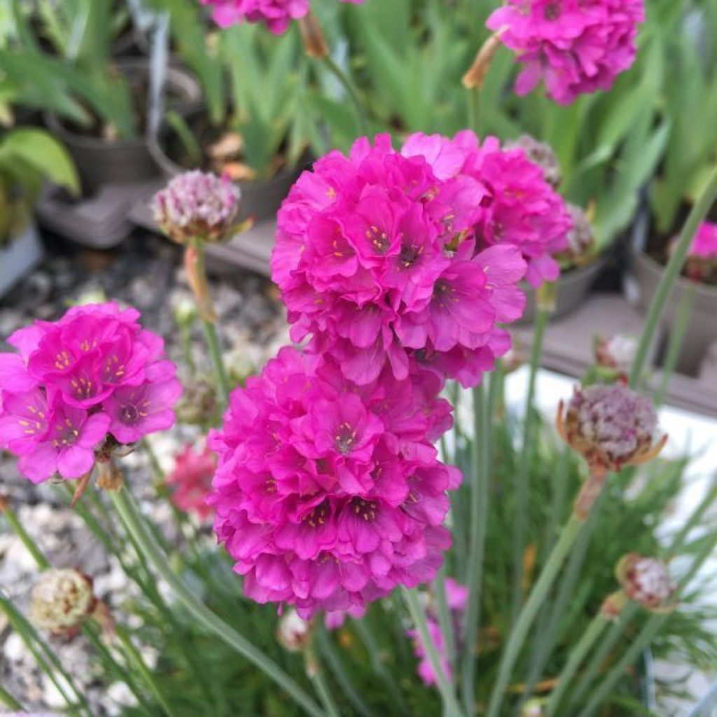 Gazon d'Espagne, Armeria hybrida Ornament