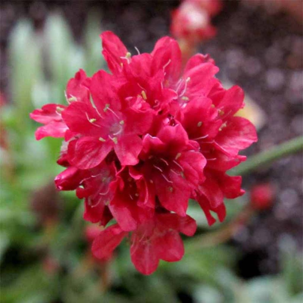 Armeria pseudarmeria Ballerina Red - Gazon d'Espagne.