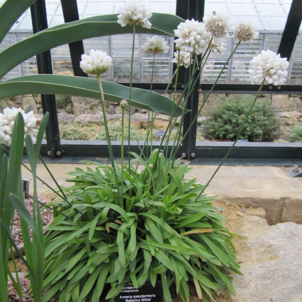 Armeria pseudarmeria Ballerina White - Gazon d'Espagne