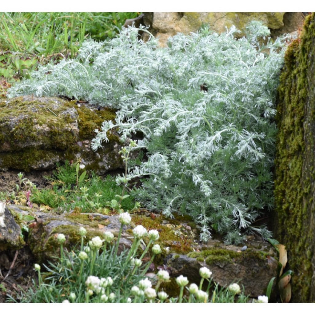 Armoise - Artemisia schmidtiana Nana