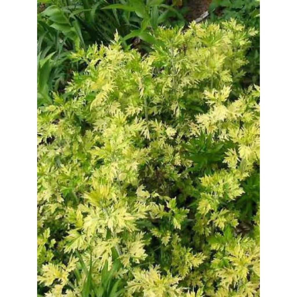 Armoise - Artemisia vulgaris Oriental Limelight