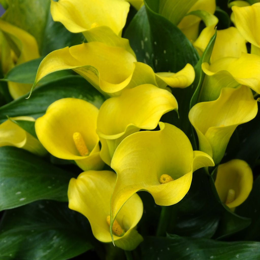 Arum ou Calla jaune - Zantedeschia Solfatare