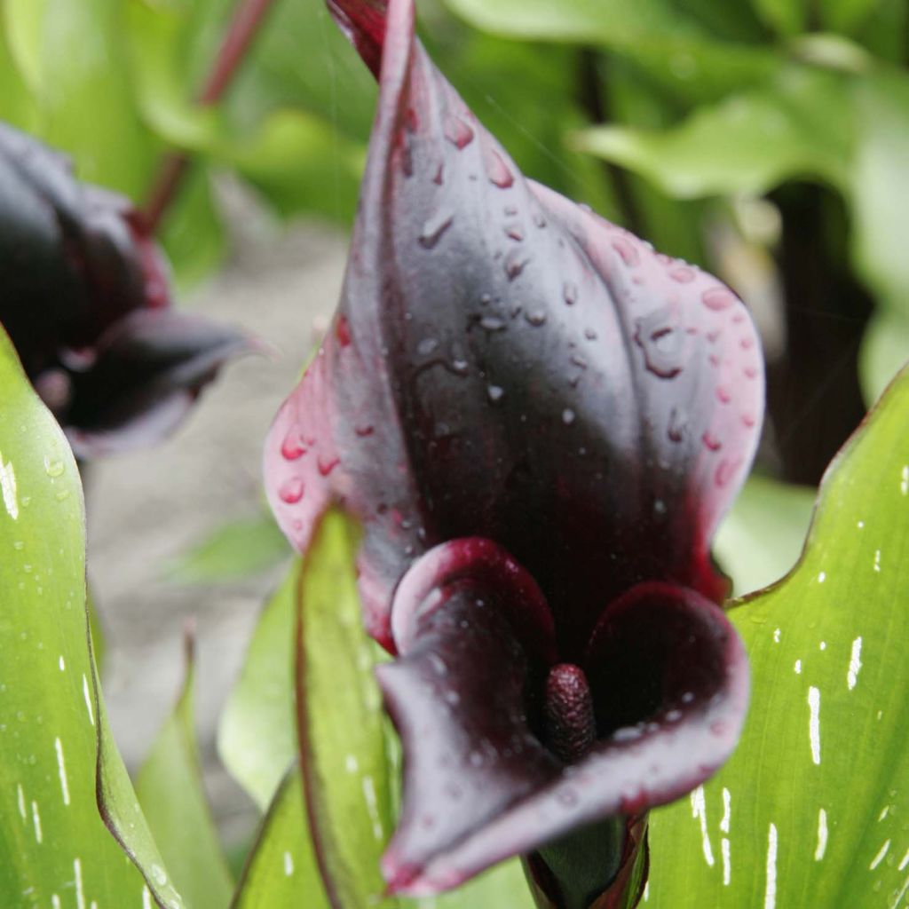 Arum ou Calla noir - Zantedeschia Schwartzwalder