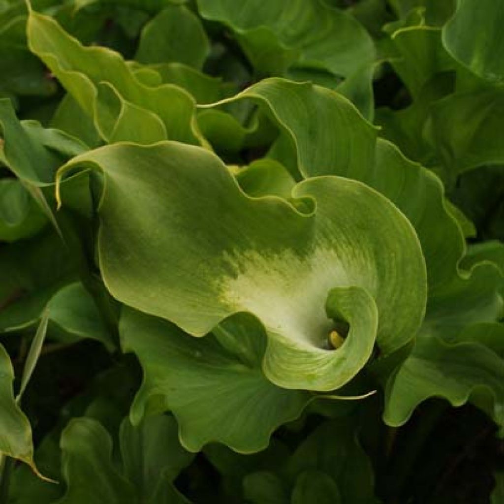 Arum ou Calla vert - Zantedeschia Aethiopica Green Goddess