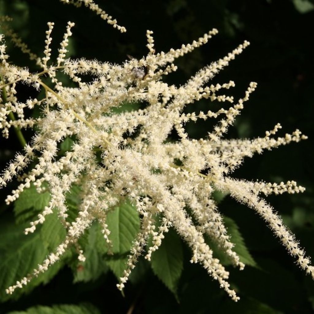 Aruncus dioicus sylvestris, Barbe de Bouc