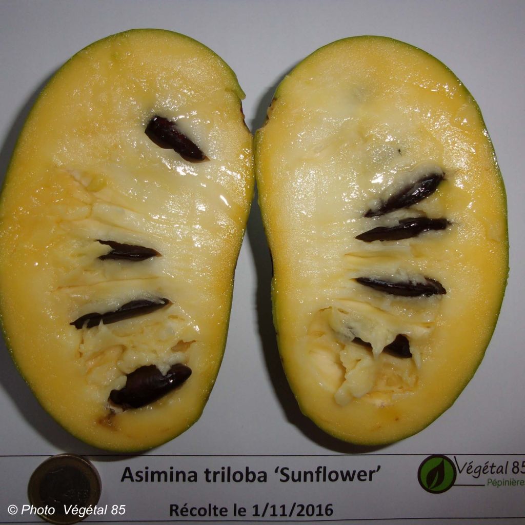 Asimina Sunflower - Pawpaw