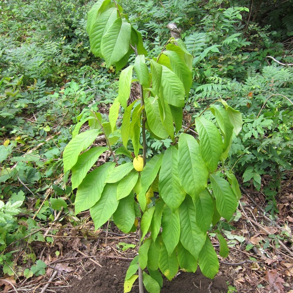 Asimina triloba Prolific - Asiminier Paw Paw