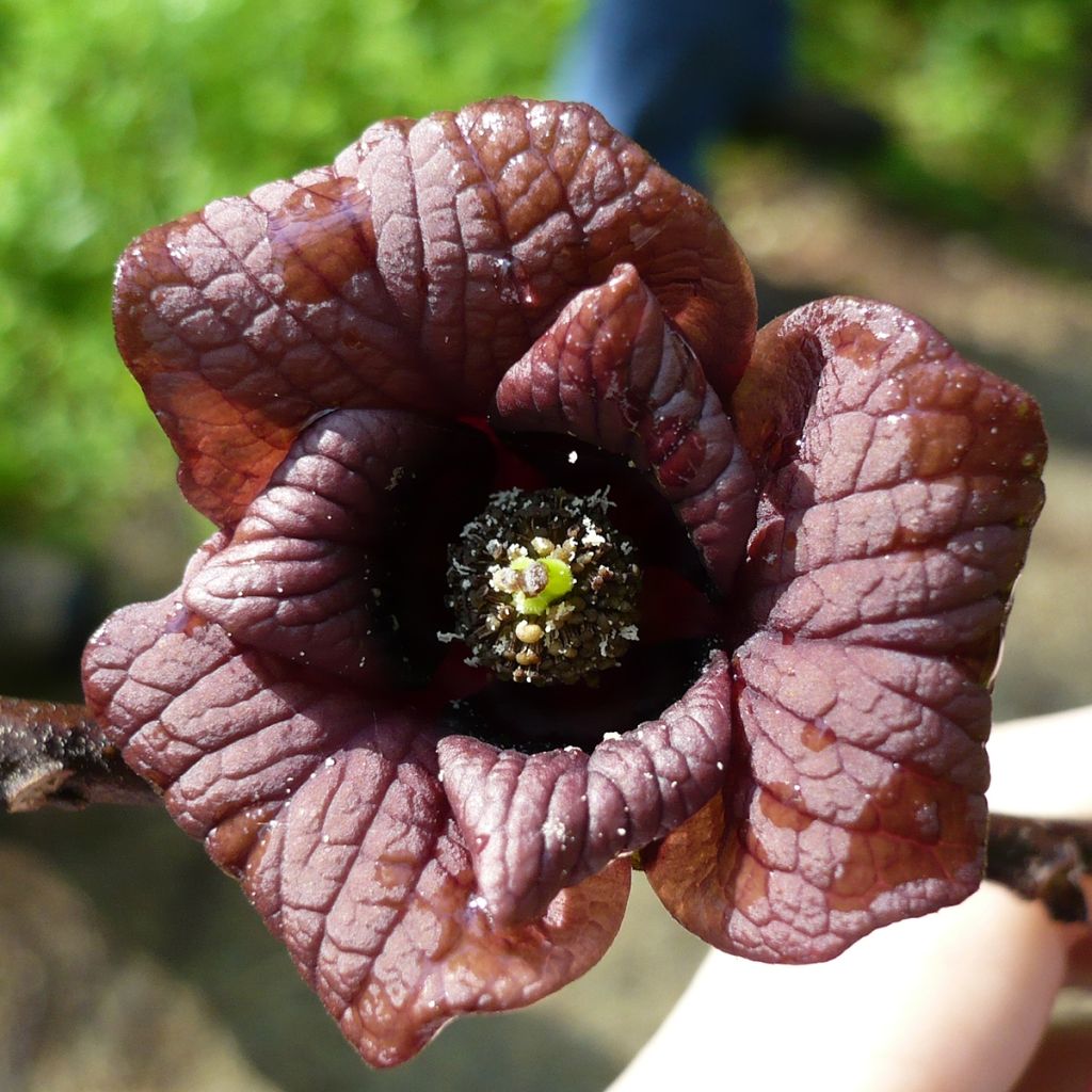 Asimina triloba Prolific - Asiminier Paw Paw