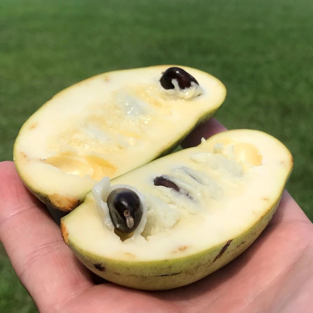 Asimina triloba Prolific - Asiminier Paw Paw