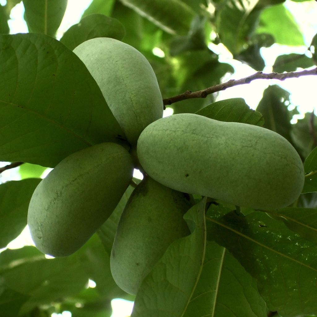 Asimina triloba Prolific - Asiminier Paw Paw