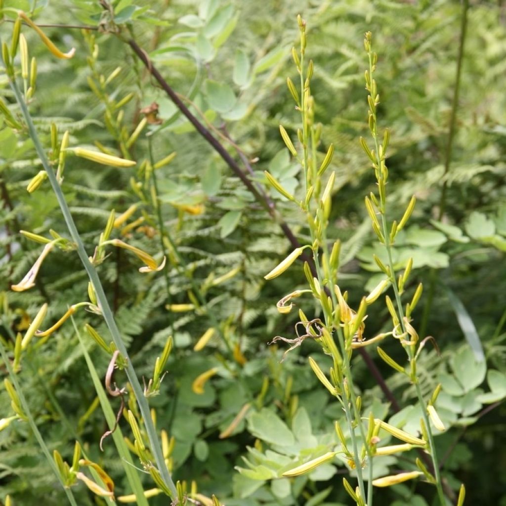 Asphodeline liburnica - Bâton de Jacob