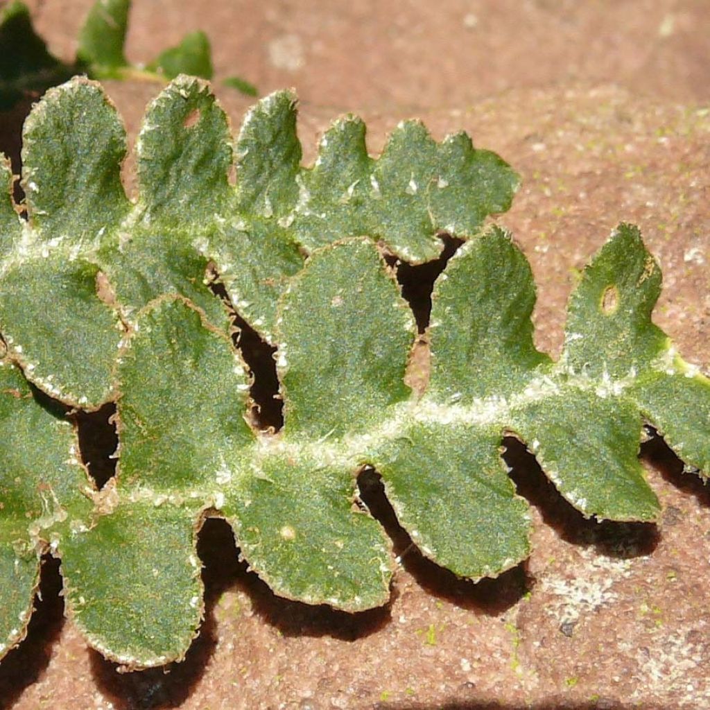 Asplenium ceterach - Fougère Cétérach officinal