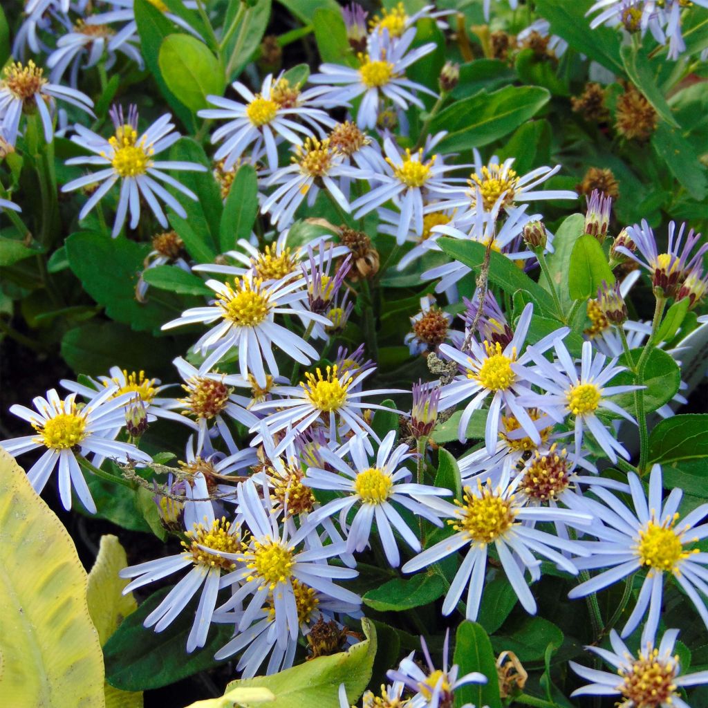 Aster ageratoides Adustus Nanus - Aster nain d'été