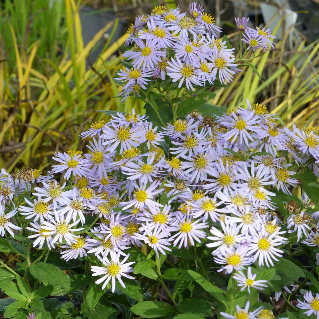 Aster ageratoides Asran - Aster grand d'automne